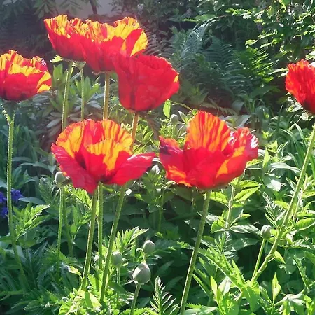 Grappa בית נופש *