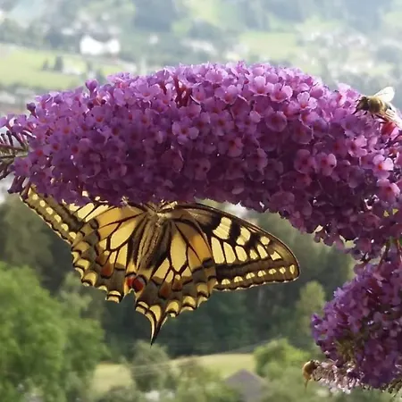 Grappa בית נופש בארטהולומאברג