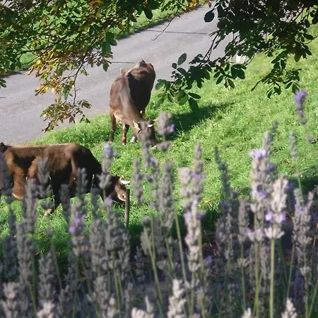 Grappa * בארטהולומאברג